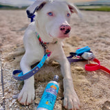 Bodhi Dog Sunscreen Moisturizing Pet Sun Spray - Safe for Dogs, Cats & Horses - Natural Protection for Skin, Coat, Nose, Ears - Hydrating & Non-Toxic - Made in USA