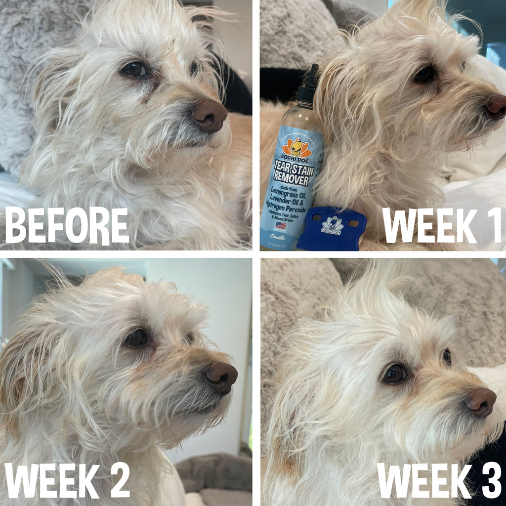 Hydrogen Peroxide Dog Eye Stains Home Remedy Bodhi Dog Tear Stain