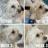 Bodhi Dog Tear Stain Remover & Tear Stain Remover Combs - Gently Removes Stains, Dirt from Pet Eyes - Safe & Gentle on Dogs and Cats - Cleans Delicate Fur - Ideal for Grooming & Tear Stain Prevention